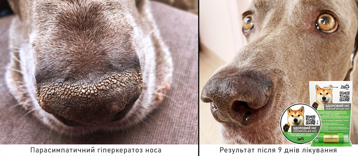 Аллергический, хронический ринит у собаки: симптомы и лечение в ветклинике Живаго в Омске